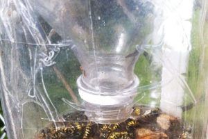 14 effective home remedies to get rid of wasps