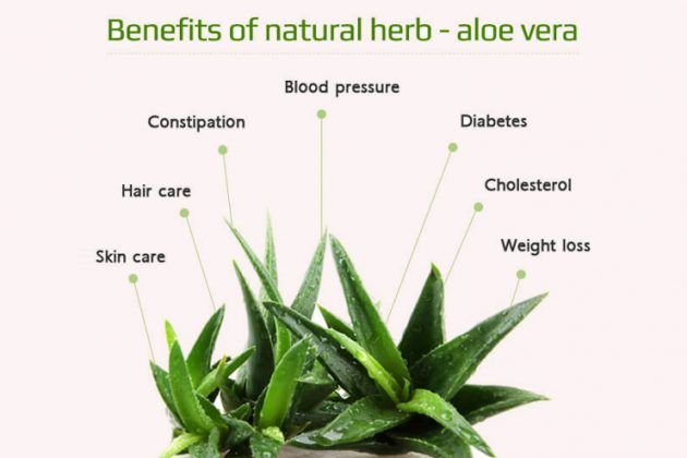 Benefits Of Aloe Vera Every Person Should Be Aware Of