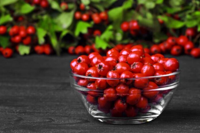 15 Unbelievable Benefits of Hawthorn Berry