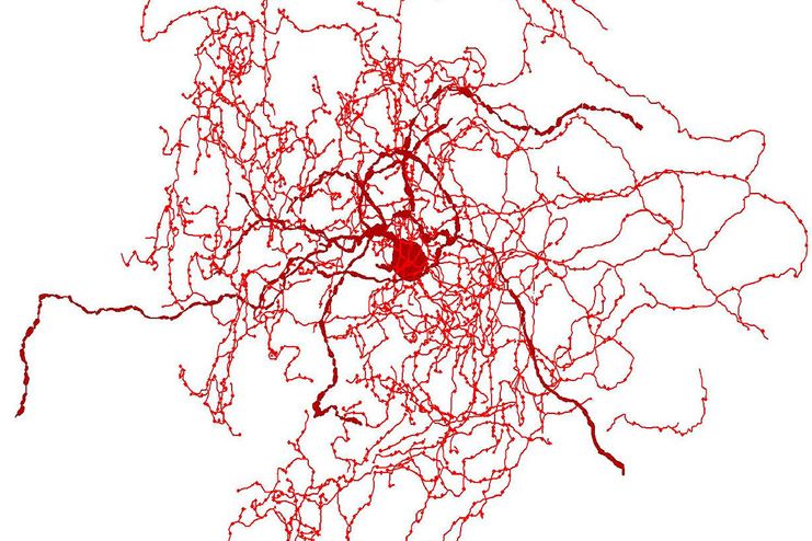 ‘Rosehip Neurons’ – new study shows existence of a new kind of cells in ...