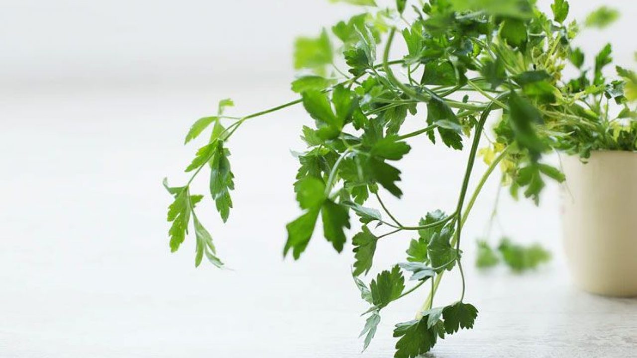 Health Benefits Of Parsley Lead A Healthier Life