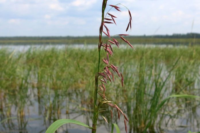 Wild Rice Benefits A Nutrient Rich Food