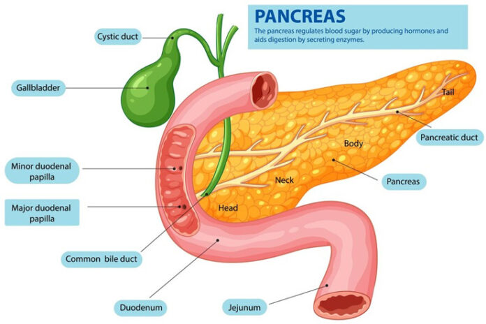 The-Science-of-Insulin-Sensitivity