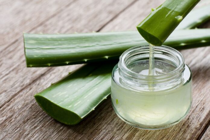 Aloe Vera Benefits Your Health